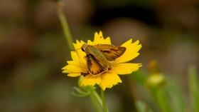 Video thumbnail: Virginia Home Grown Attracting Butterflies, Classic Gardening Practices (#1905)