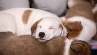 Human Rescuer by Day; Animal Rescuer by Night