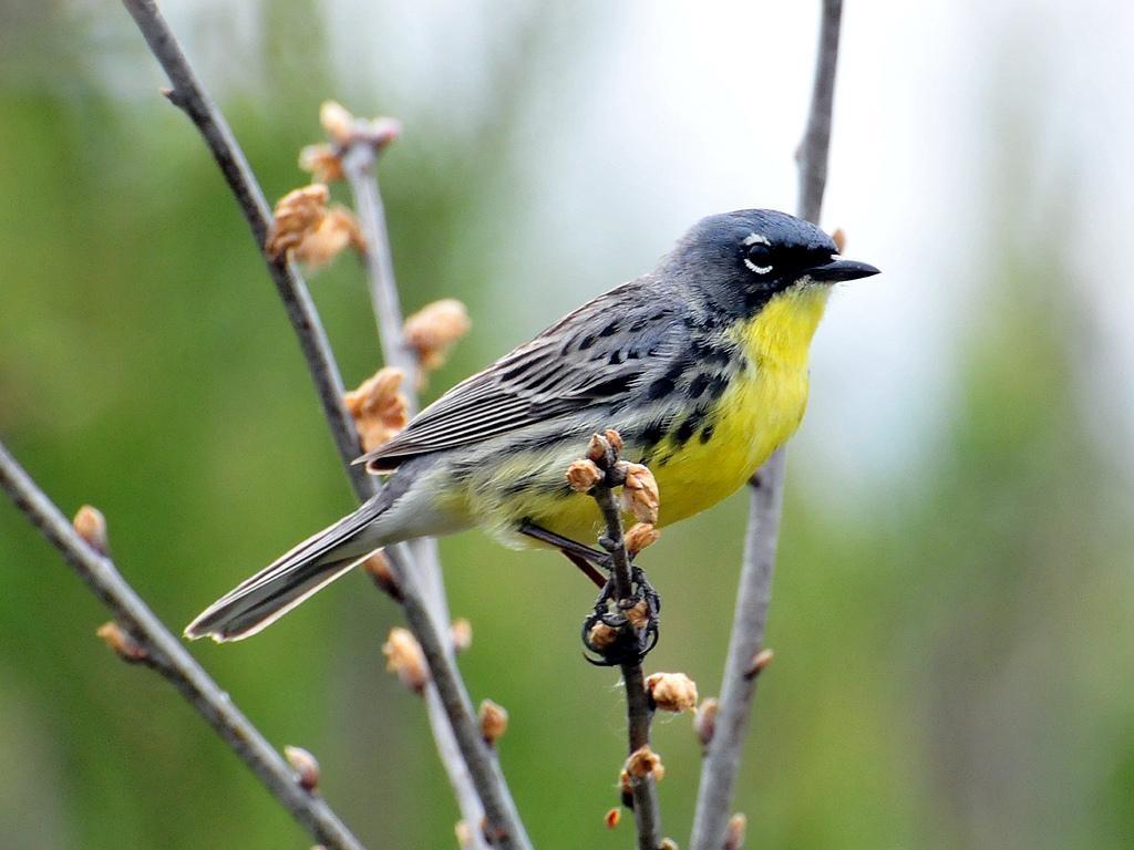 The alarming decline of bird populations and why humans should care