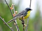 The decline of bird populations and why humans should care