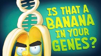 The Gene Explained | Is That a Banana in Your Genes?