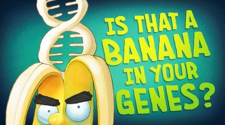 Video thumbnail: The Gene The Gene Explained | Is That a Banana in Your Genes?