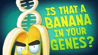 The Gene Explained | Is That a Banana in Your Genes?