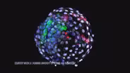 Scientists Grow Monkey Embryo With Human Cells. But Why?