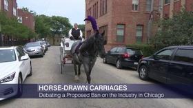 Video thumbnail: Chicago Tonight The Cases for and Against Horse-Drawn Carriages in Chicago
