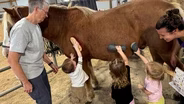 How Horses Became a Tool for Therapy