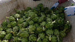 Fourth Generation Artichoke Farm