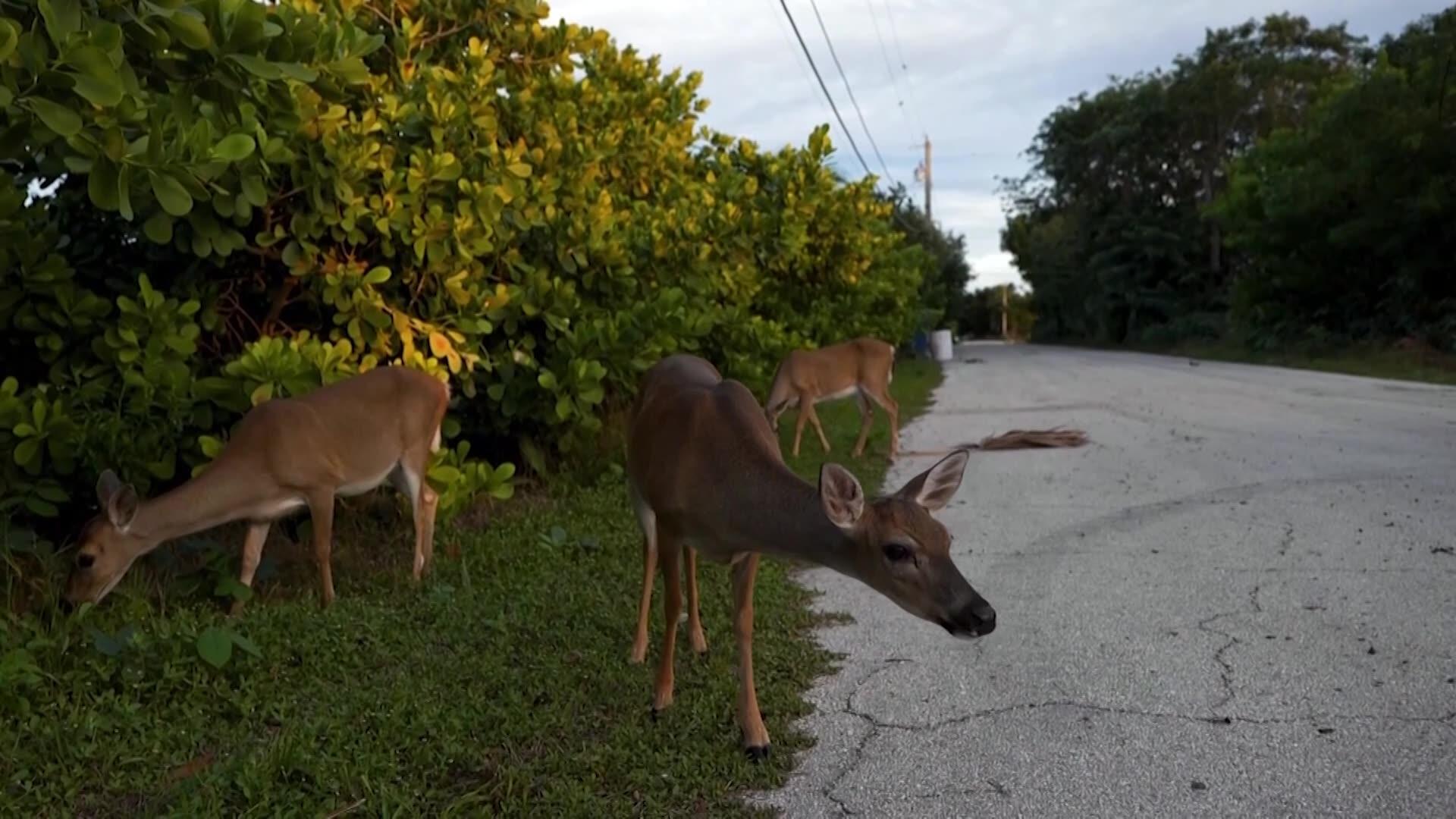 Warming Planet Threatens Tiny Deer In The Florida Keys 