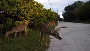 Warming planet threatens tiny deer in the Florida Keys