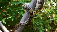 Ball Python