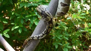 Ball Python
