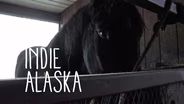 The Gentle Giants | INDIE ALASKA