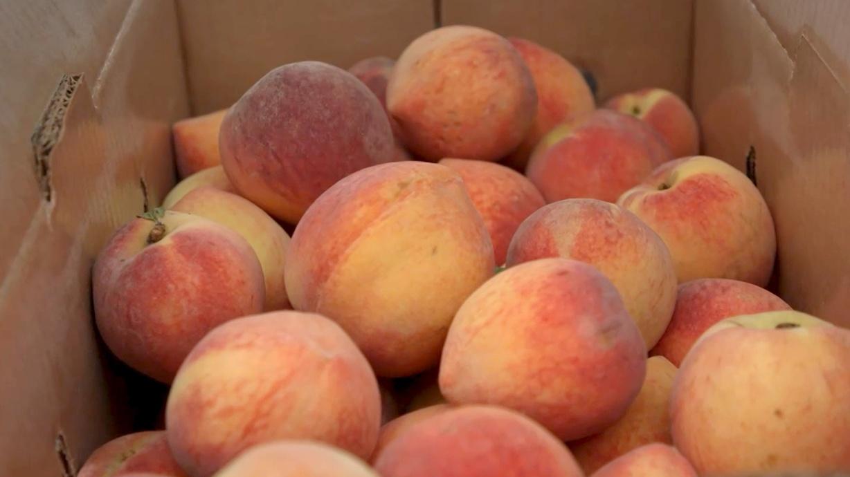 Tree Ripe Peaches Pearson Farm Watch on PBS Wisconsin