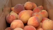 Tree Ripe Peaches | Pearson Farm