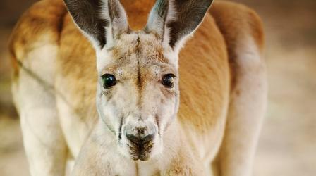 Video thumbnail: Outback Kangaroo Haven