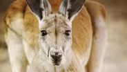 Kangaroo Haven