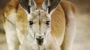 Kangaroo Haven