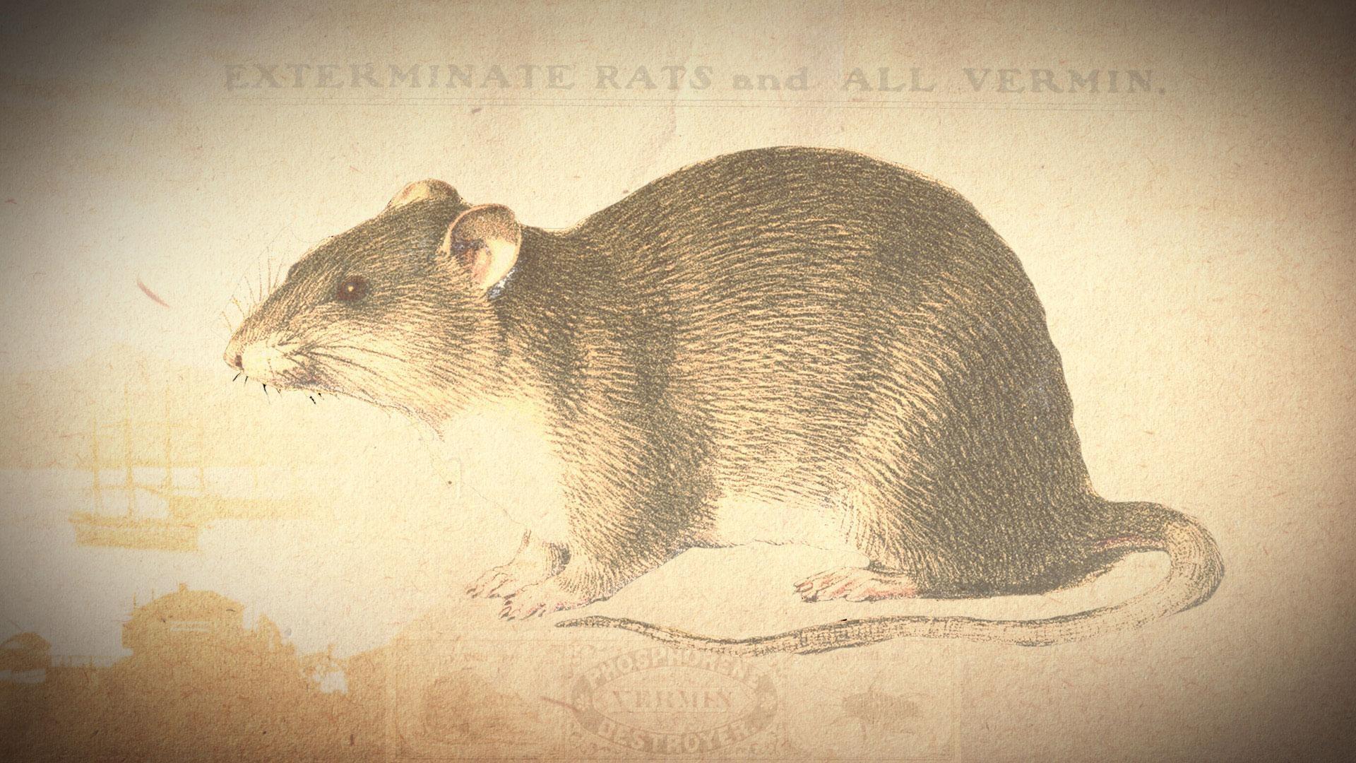 The War on Rats | American Experience | THIRTEEN - New York Public Media