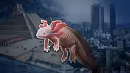 Can We Save Mexico City’s Famous Axolotls?