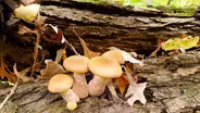 Fast Forage: Honey Mushrooms