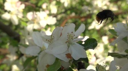 Video thumbnail: Nature WY Pollination