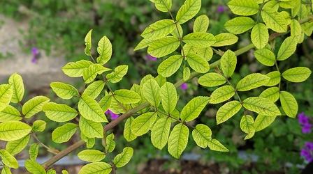 Video thumbnail: Central Texas Gardener Beneficial Insects, Yellowing Leaves, Make a Rain Barrel