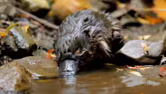 Baby Platypus Caught on Camera