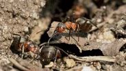 Meet The Keepers of Ecological Balance