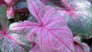 Caladium Festival 2021 - Lake Placid, Florida