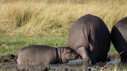 Watch a Protective Mother Hippo Guard Her Baby