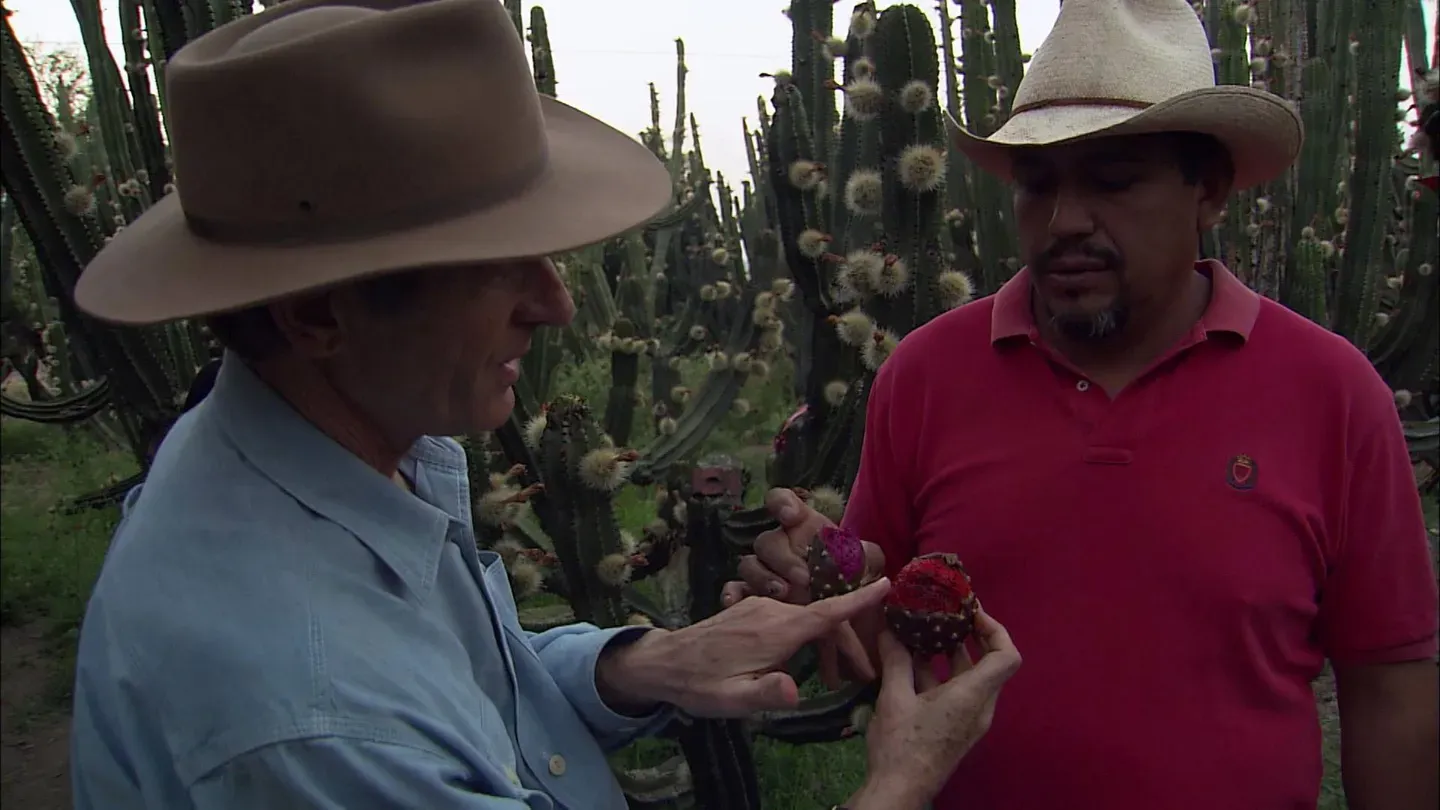 Passions of the Pitaya