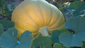 Video thumbnail: Backyard Farmer Backyard Farmer: Landscape Renovation and Giant Pumpkins