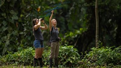 Life-Saving Bridges For Sloths