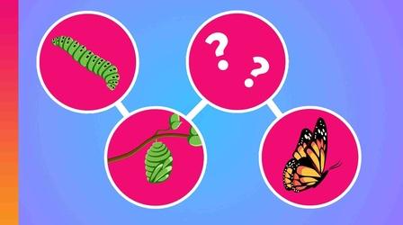 Video thumbnail: Be Smart The Truth About Butterfly Metamorphosis (It's Very Weird)