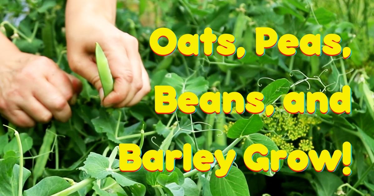 Farmer Dave and Friends Oats Peas Beans and Barley Grow PBS