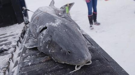 Video thumbnail: Destination Michigan Onaway: Sturgeon Spearing