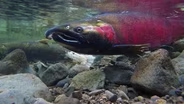 Jan. 26, 2021 - Report: WA Salmon on ‘brink of extinction'