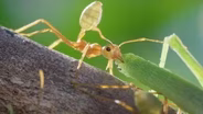 Copycats! This Ant Is Surrounded By Imposters