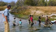 Life Between Grass and Stream