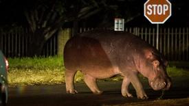 Hippos Travel Into Town for an Easy Meal: asset-mezzanine-16x9