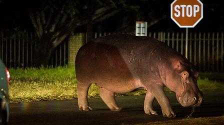 Hippos Travel Into Town for an Easy Meal