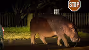 Hippos Travel Into Town for an Easy Meal