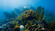 Miraculous Comeback: How This Coral Recovered From Bleaching