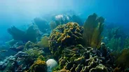 Miraculous Comeback: How This Coral Recovered From Bleaching