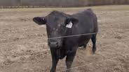 Missouri Cattle Industry