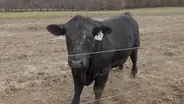 Missouri Cattle Industry