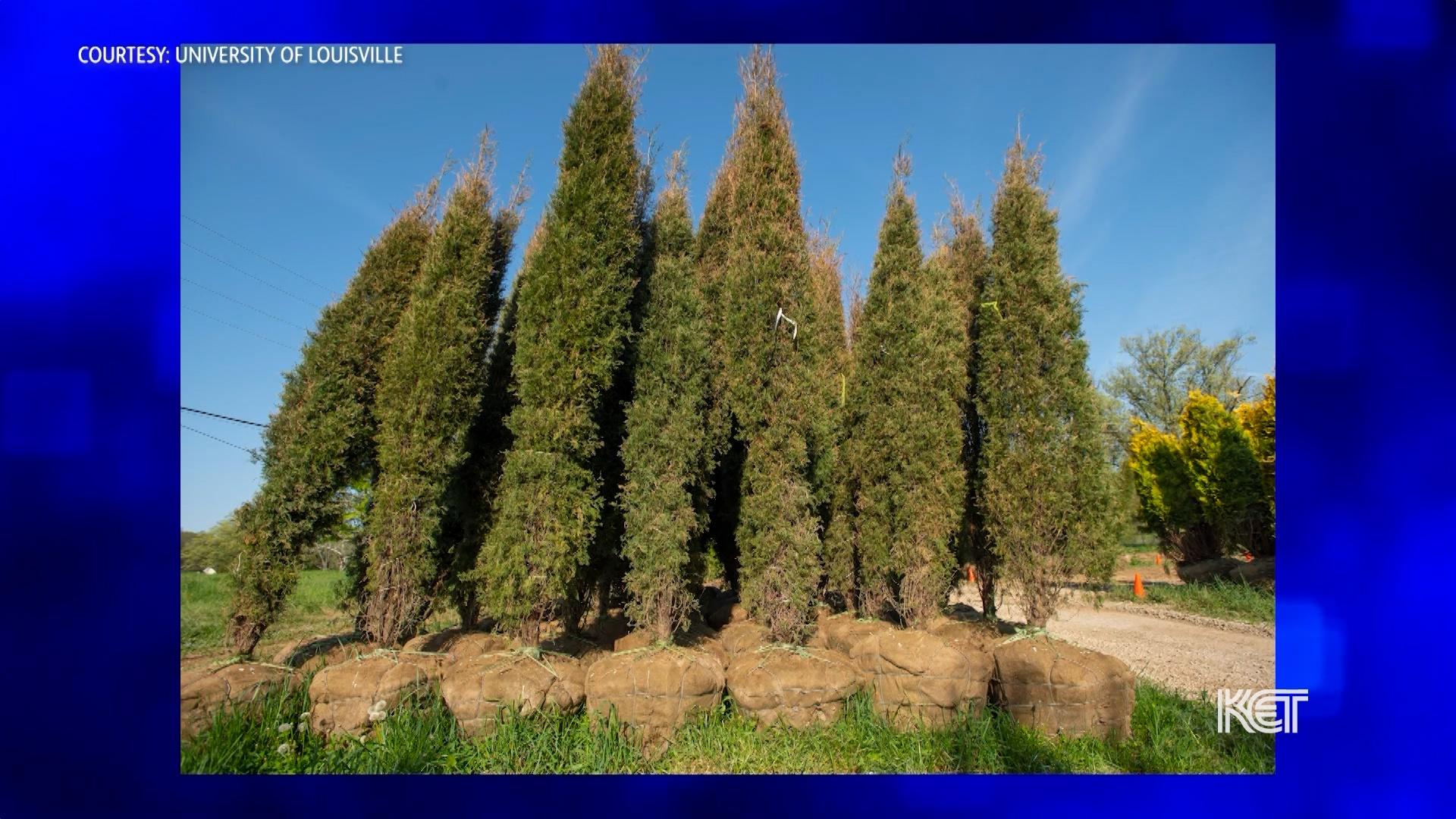 Green Heart Louisville Study