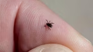 What you need to know to stay safe from ticks this summer