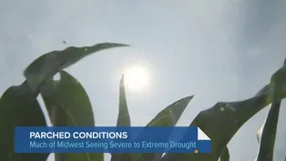 Despite Recent Rain, Severe Drought in Illinois Persists
