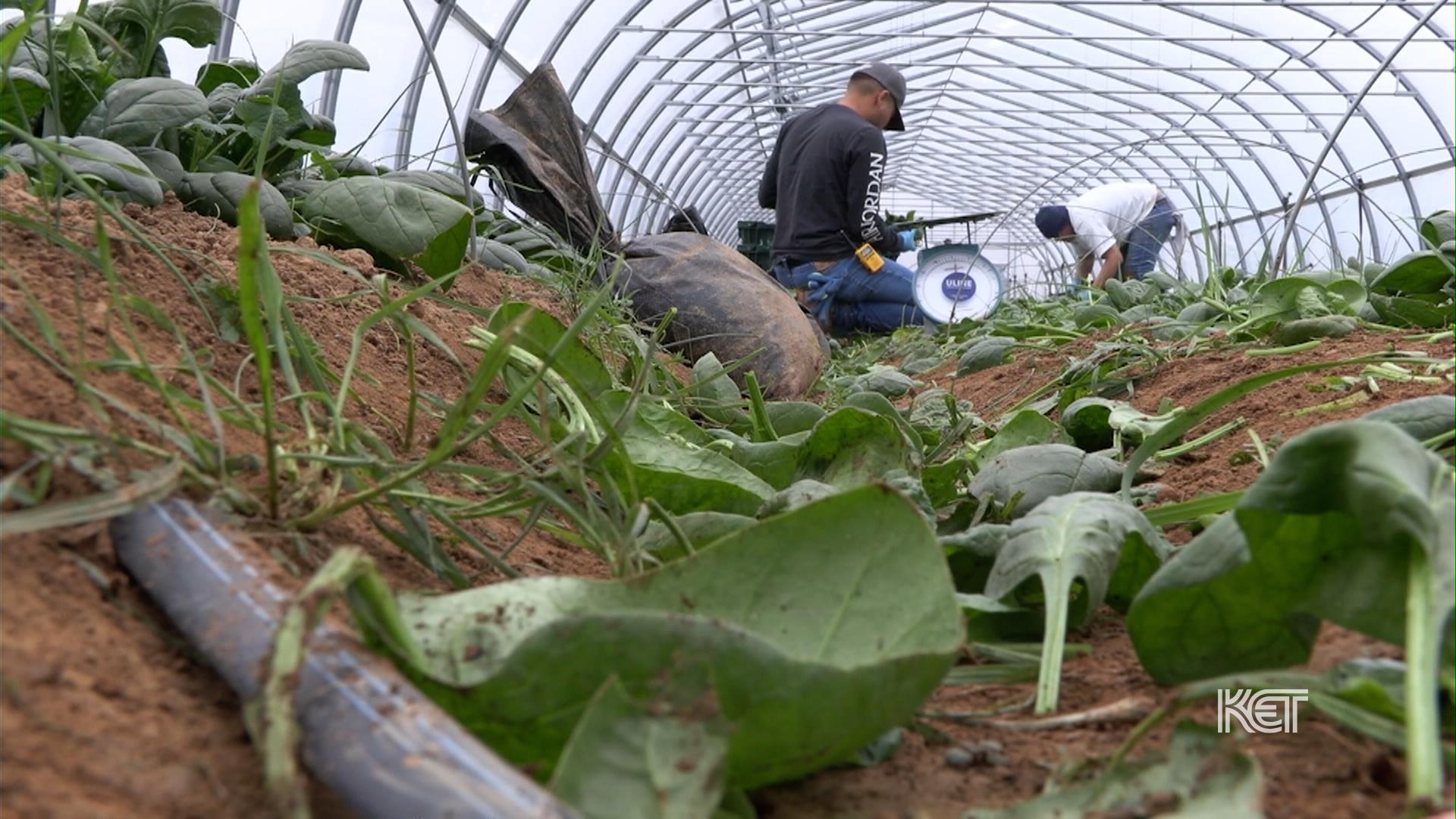 Fresh Produce During the OffSeason Kentucky Edition